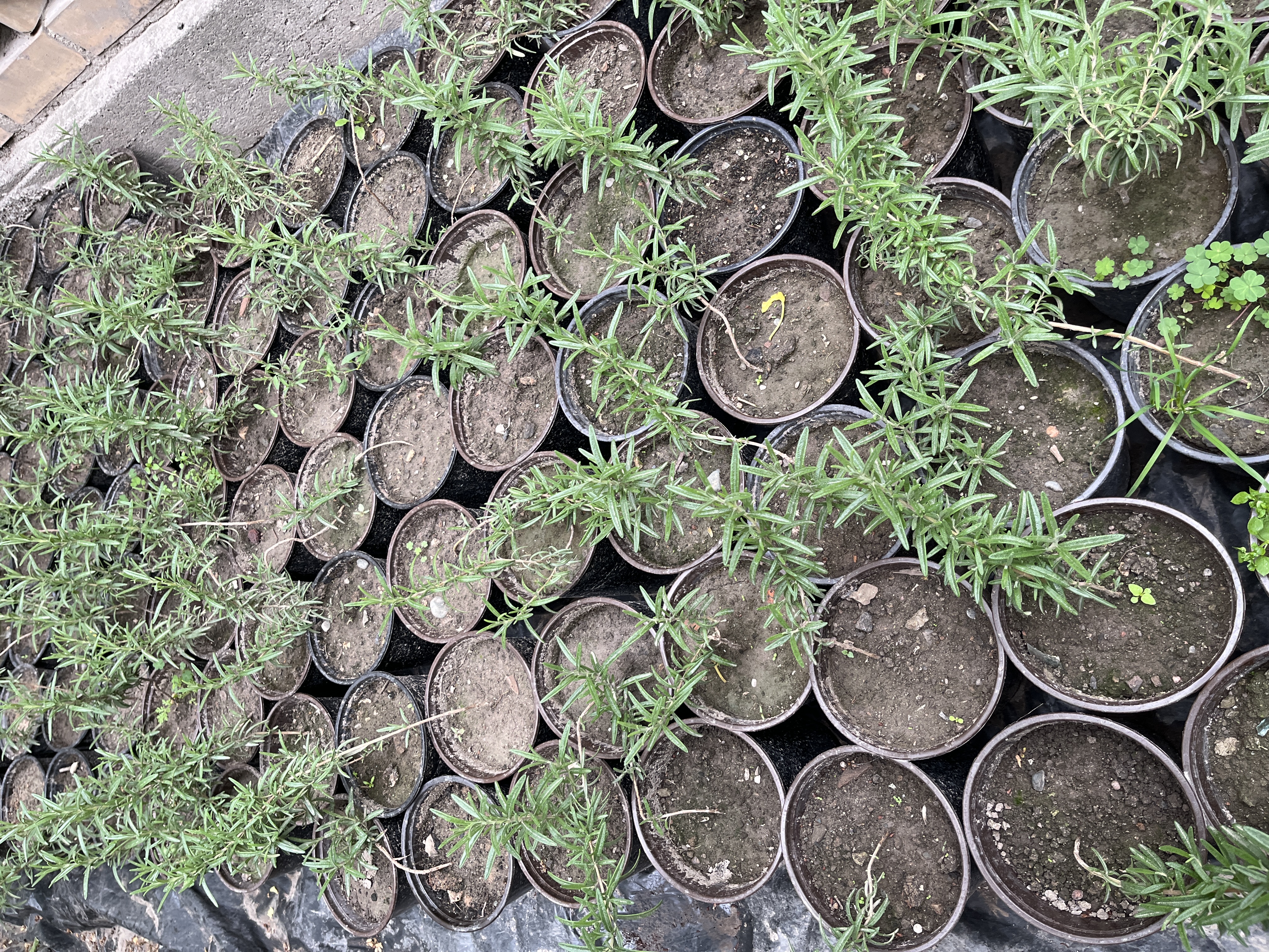 Розмарин (Росток)